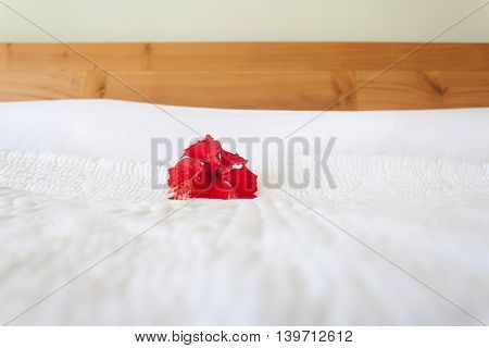 Red Orchid on the white background. Decoration badroom