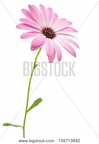 White and Pink Osteospermum Daisy or Cape Daisy Flower Flower Isolated over White Background. Macro Closeup