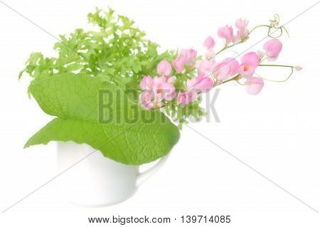 Mexican creeper flower, Antigonon leptopus, Family Polygonaceae, Central of Thailand