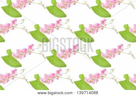 Mexican creeper flower, Antigonon leptopus, Family Polygonaceae, Central of Thailand