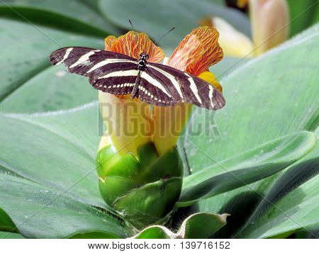 Zebra Longwing butterfly on a flower in garden of Niagara Falls Ontario 16 July 2016 Canada