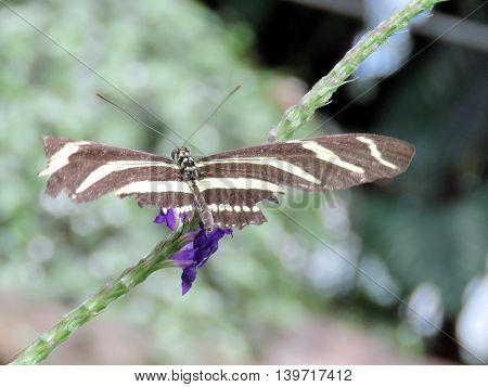 The Zebra Longwing butterfly in garden of Niagara Falls Ontario 16 July 2016 Canada