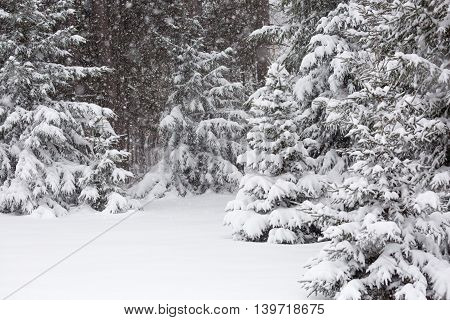 March snowstorm with snow laying on pinetrees in Wisconsin.