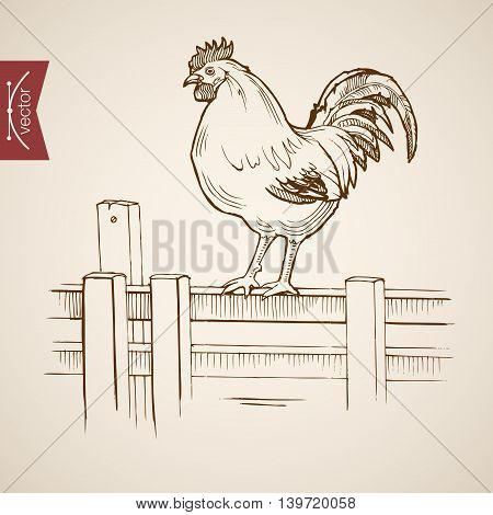 Engraving vintage hand drawn vector cock fence Sketch farm bird