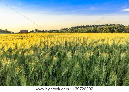 Field of wheat in front of farm at sunset.