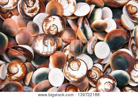 seashells as a background on the counter market.