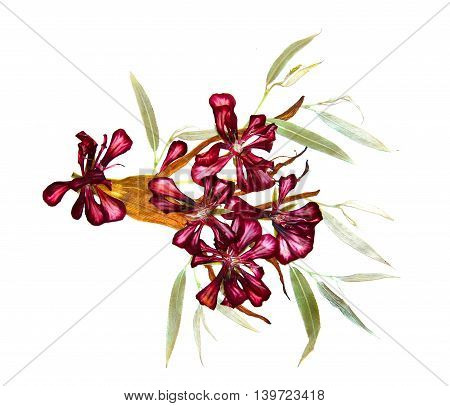 bizarre curved extruded dried lily petals. Pressed silver willow leaves. Geranium red flower with white veins