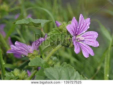 Common Mallow - Malva sylvestris Pink Wild Flower