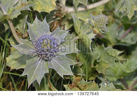 Sea Holly - Eryngium maritimum Prickly Flower of Sea Shore