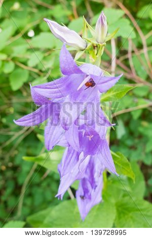 The bell flower and the insect it eats nectar. Beautiful purple flower macro in the meadow. The world wildlife stinging insects.