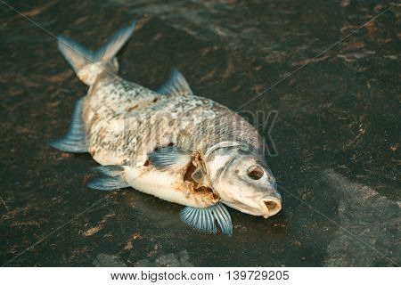 Bloated dead poisoned fish lies on the river bank. Environmental pollution. The impact of toxic emissions in the aquatic environment