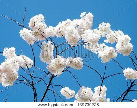 The cherry blossom flowers in Washington DC 31 March 2010 USA
