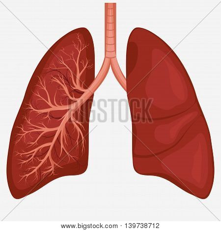 Human Lung anatomy diagram. Illness respiratory cancer graphics. Vector