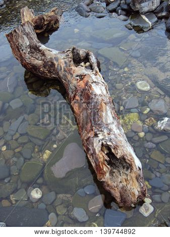Log upon beach photographed at Crackington Haven in Cornwall