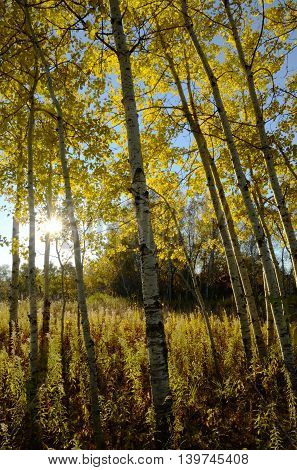 The Sun Shining Through Aspen Trees on a Fall Morning