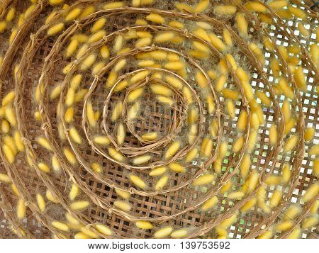 Yellow cocoon in the bamboo cage background