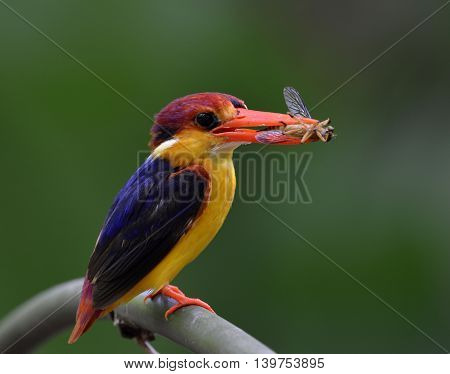 A Male Of Black-backed Kingfisher (ceyx Erithaca) Standing On The Branch Carrying Insect Food To Fee