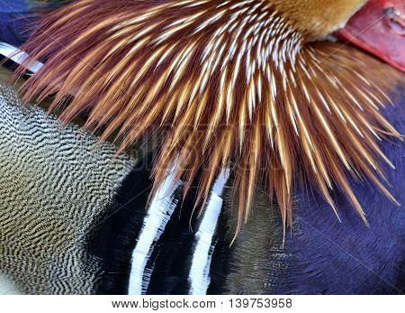 Amazing feathers of Mandarin duck (aix galericulata) the fantastic nature texture of its neck hair