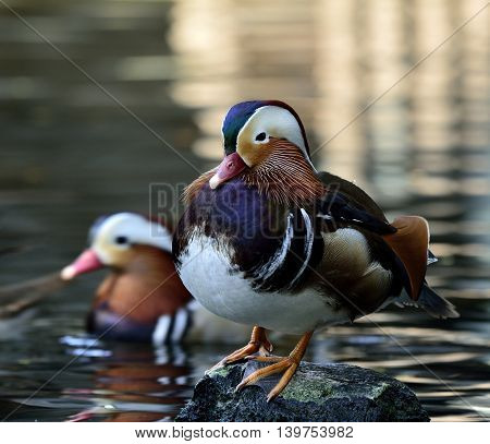Amazing Mandarin Duck (aix Galericulata) The Fantastic Animal Sitting On The Rock With Other Duck In