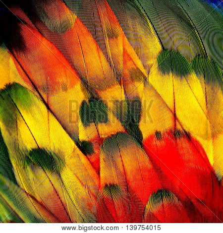 Amazing Red Yellow And Green Background Made Of Scarlet Macaw Parrot's Wing Feathers, The Beautiful 