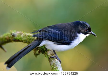 Beautiful Dark-backed Sibia, The Beautiful Black And White Bird Found In High Moutain In Tropical Co