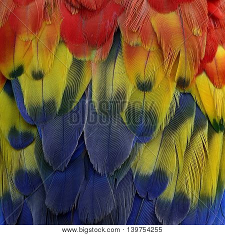 Beautiful Feathers Of Scarlet Macaw Parrot Bird, Exotic And Colorful Texture