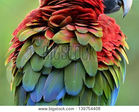Beautiful Puffy Feathers Of Green-winged Macaw Parrot Bird, Red Yellow And Blue Bird Texture