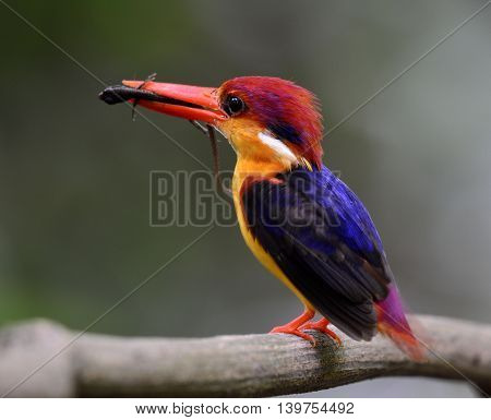 Black-backed Kingfisher (ceyx Erithaca) A Vivid Red Abd Orange Bird With Dark Blue On Its Wings Carr