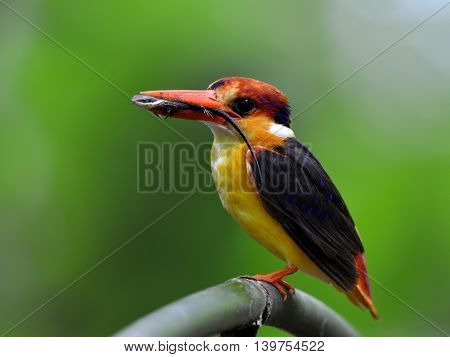 Black-backed Kingfisher (ceyx Erithaca) A Vivid Red And Orange Bird With Dark Blue On Its Wings Perc