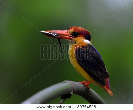 Black-backed Kingfisher (ceyx Erithaca) A Vivid Red And Orange Bird With Dark Blue On Its Wings Perc