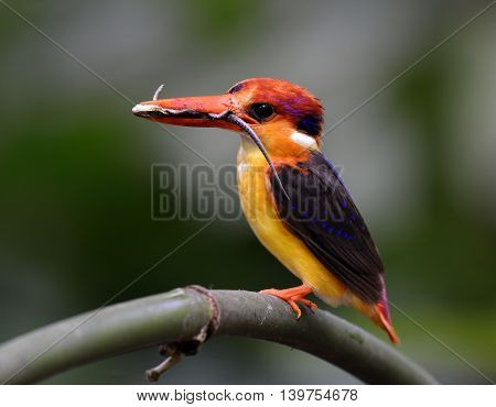 Black-backed Kingfisher (ceyx Erithaca) A Vivid Red And Orange Bird With Dark Blue On Its Wings Perc