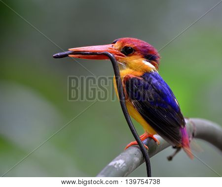 Black-backed Kingfisher (ceyx Erithaca) A Vivid Red And Orange Bird With Dark Blue On Its Wings Perc