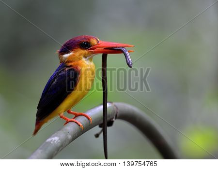 Black-backed Kingfisher (ceyx Erithaca) A Vivid Red And Orange Bird With Dark Blue On Its Wings Perc