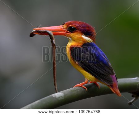 Black-backed Kingfisher (ceyx Erithaca) A Vivid Red And Orange Bird With Dark Blue On Its Wings Perc