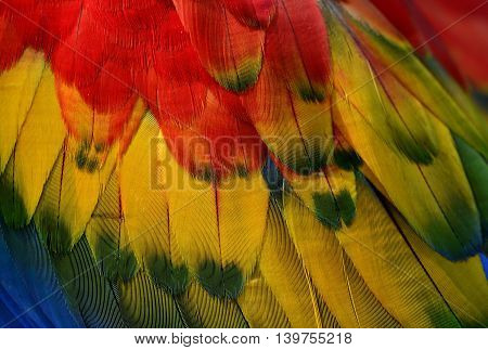 Close up of Red Yellow and Green background pattern of Scarlet Macaw parrot's wing the beautiful texture