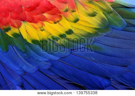 Colorful Background Of Bird Feathers, The Scarlet Macaw Bird's Wing Texture