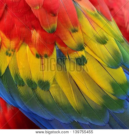 Exotic And Colorful Background Of Bird Feathers, The Scarlet Macaw Bird's Wing Texture