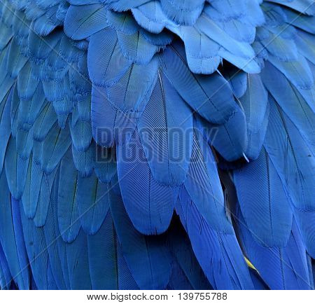 Fascinated Feathers Of Scarlet Blue And Gold Parrot Bird, Exotic Blue Texture