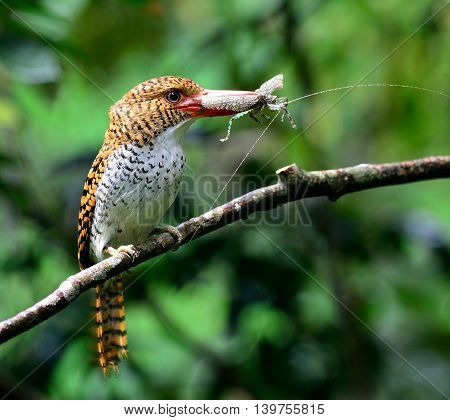 Female Of Banded Kingfisher (lacedo Pulchella) The Beautiful Brown Bird With Big Red Bills Carrying