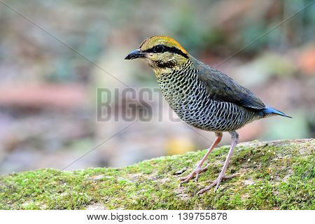 Female Of Blue Pitta (hydrornis Cyaneus) The Beautiful Grey And Pale Blue Bird Standing On The Green