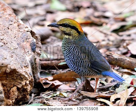 Female Of Blue Pitta (hydrornis Cyaneus) The Beautiful Grey And Pale Blue Bird Standing On The Groun