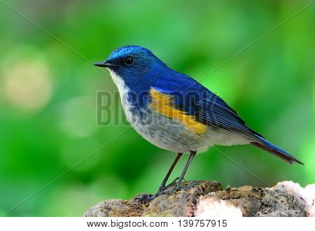Male Of Himalayan Bluetail (tarsiger Rufilatus) The Beautiful And Cute Blue Bird Standing On The Roc