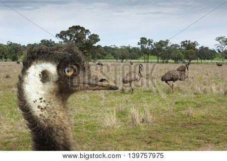 Emu close up of head with other emus in the background