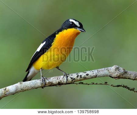 Male Of Yellow-rumped Flycatcher (ficedula Zanthopygia) The Beautiful Yellow Bird Perching On The Br