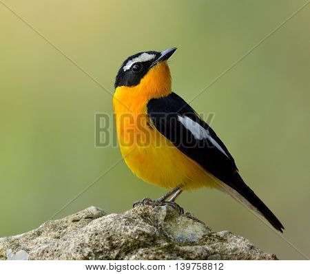 Male Of Yellow-rumped Flycatcher (ficedula Zanthopygia) The Beautiful Yellow Bird With Black Wings A