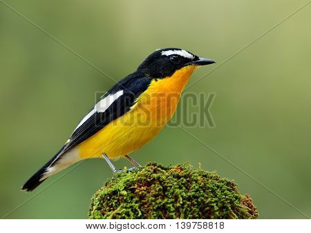 Male Of Yellow-rumped Flycatcher (ficedula Zanthopygia) The Most Beautiful Yellow Bird Perching On M