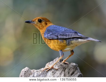 Orange-headed Thrush (geokichla Citrina) The Beautiful Orange And Grey Wings Bird Perching On Top Of