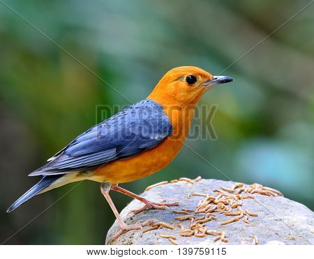 Orange-headed Thrush (geokichla Citrina) The Beautiful Orange And Yellow Bird With Grey Wings Standi