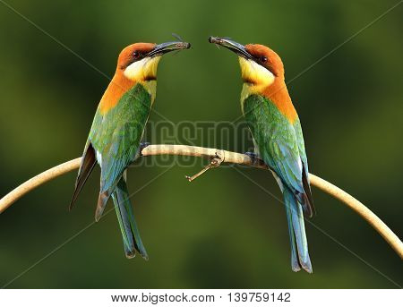 Pair Of Chestnut-headed Bee-eater (merops Leschenaulti) Beautiful Orange Head, Green Wings And Blue