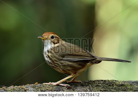 Puff-throated Babbler (pellorneum Ruficeps) The Beautiful Brown Birds Standing On The Log With Plent